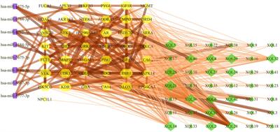 Identification of miRNA and Their Regulatory Effects Induced by Total Flavonoids From Dracocephalum moldavica in the Treatment of Vascular Dementia